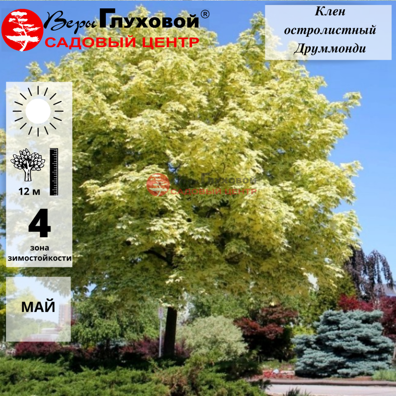 Клен остролистный Друммонди