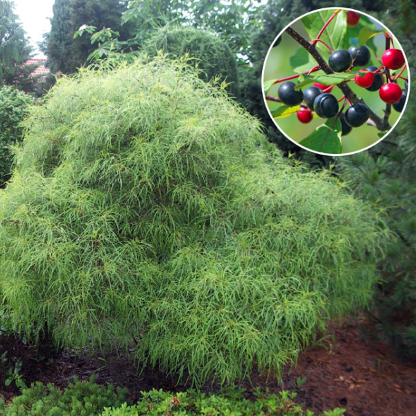 Крушина ломкая