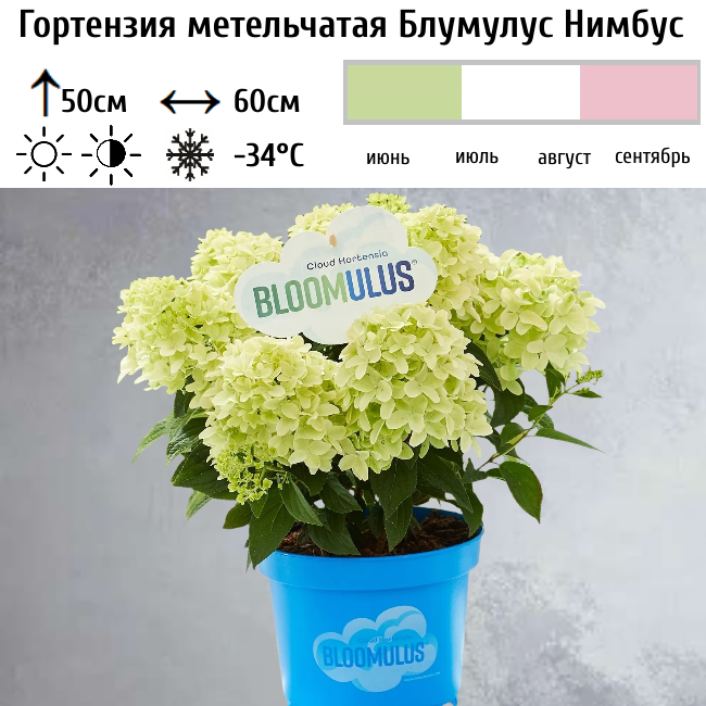Гортензия метельчатая Блумулус Нимбус