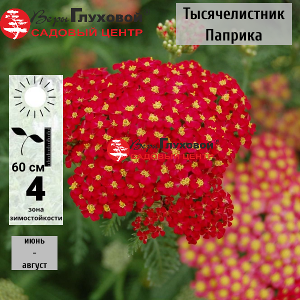 Тысячелистник парковый Паприка