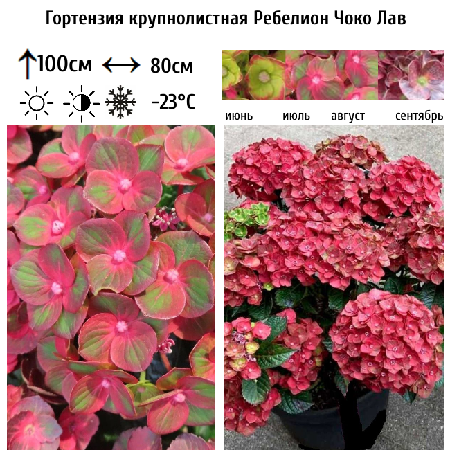Гортензия крупнолистная Ребелион Чоко Лав