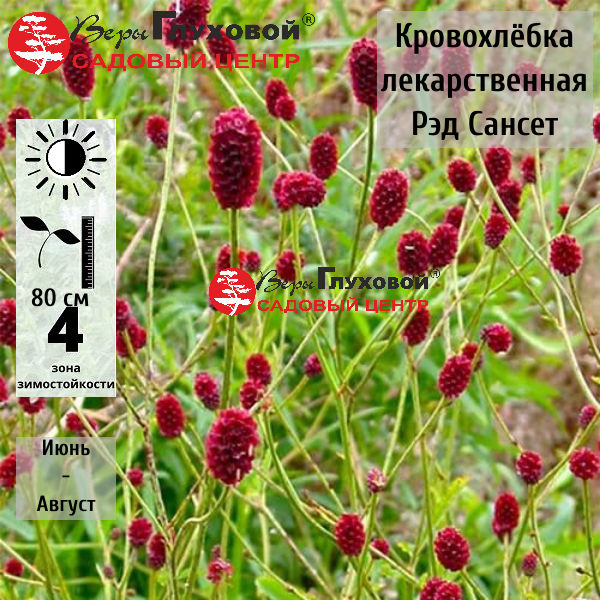 Кровохлебка лекарственная Рэд Сансет