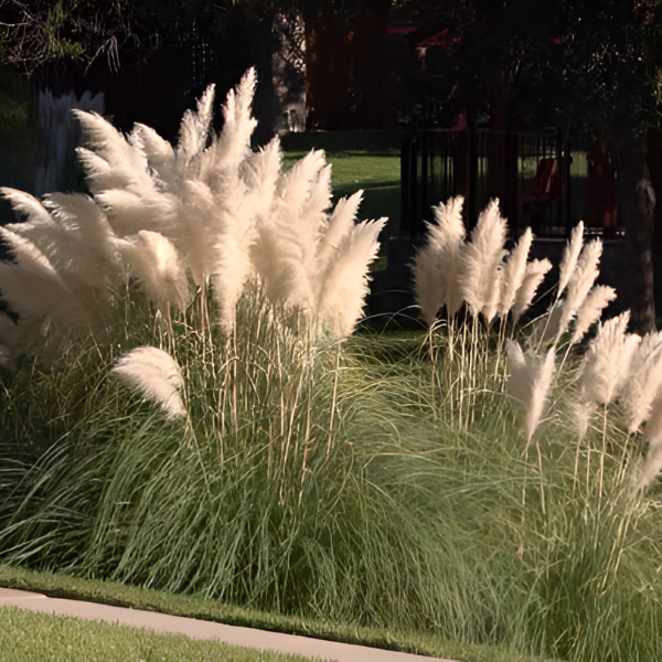 Мискантус сахароцветковый