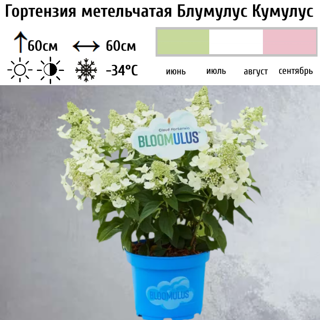 Гортензия метельчатая Блумулус Кумулус