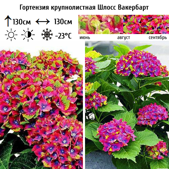 Гортензия крупнолистная Шлосс Вакербарт