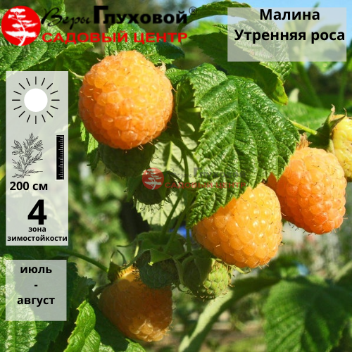 Малина Утренняя роса