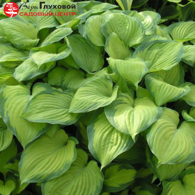 Хоста Авокадо