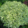 Дерен белый (Cornus alba) Элегантиссима   С3 СП/25