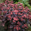 Очиток "Ксенокс" на фото