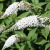 Буддлея Давида (Buddleja davidii) Уайт Профьюжн С3 СП/23
