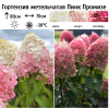 Гортензия метельчатая (Hydrangea paniculata) Пинк Промизе  С2 СП/26