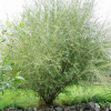 Ива Ледебура (Salix ledebouriana) С7,5 СП/25