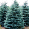Ель колючая (Picea pungens) Глаука   С3 СП/24