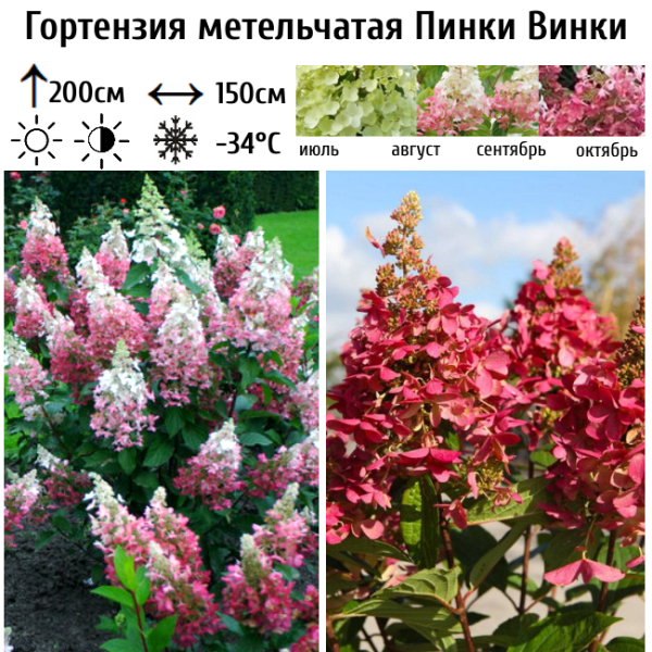 Основное изображение товара