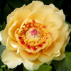 Пион (Paeonia) Ито-гибрид Бордер Шарм С7 ГлХ/26