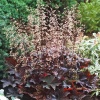 Гейхера (Heuchera) Палас Пурпл С2 СП/25